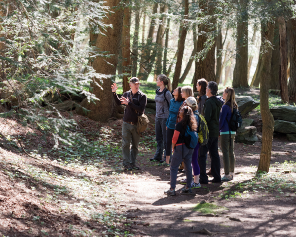 forest group