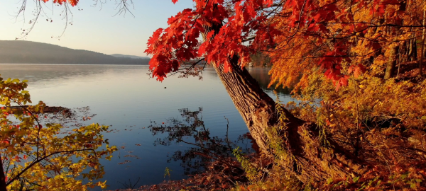 fall foliage by the lake
