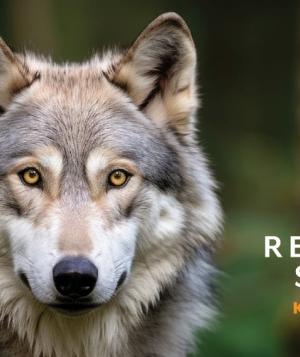 25_Rewilding_LoneWolf_Web.jpg