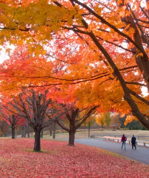 Enchanting fall trees with red and orange leaves at the Kripalu campus.