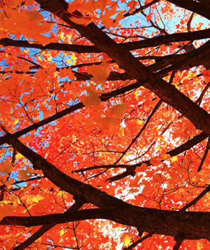 FallLeaves20161018-IMG_1704.gif