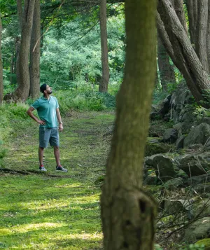 Man looking up at trees in the forest in the summertime