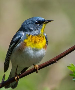 birding_mindfulness_hero.jpg
