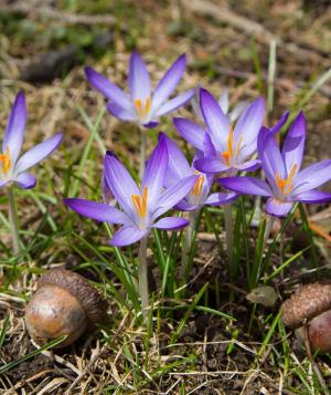 spring_flowers-crocus_hero.jpg