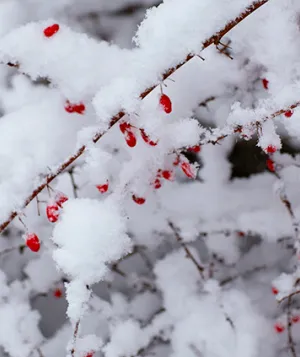 winterberries_hero.png