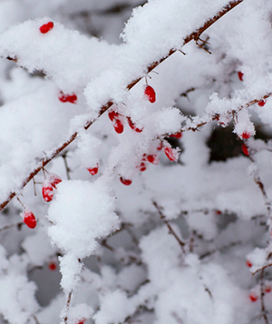 winterberries_hero.png