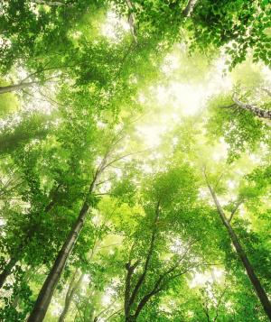 Group of trees seen from the ground up.