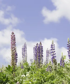 Flower field