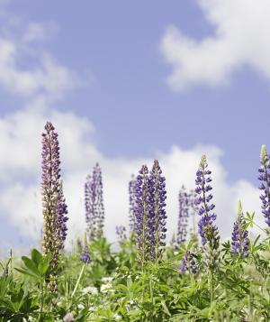 Flower field