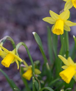 Yellow Daffodils in the Spring