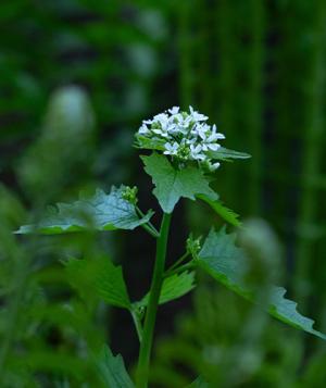 spring 2025 flower fern