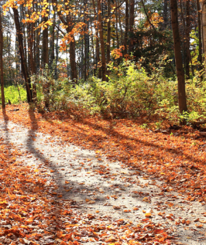 outside nature walk pathway