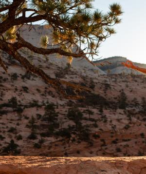 Kia Miller practicing yoga outdoors in a desert landscape next to a tree, with hills in the background