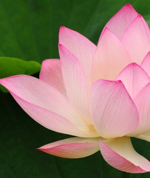Charaka Samhita flower