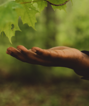 hand outstretched in a forest