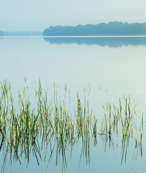 grass in water