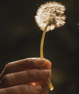 hand holding a flower