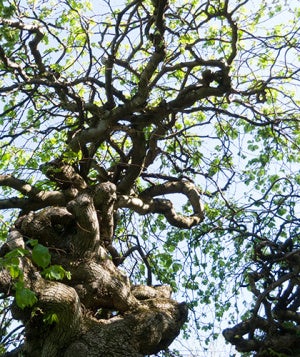 spring trees