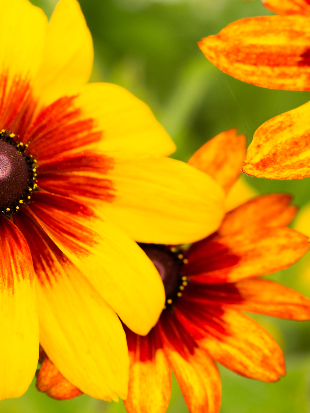 DaisyBackground_6.25 DaisyBackground_6.25