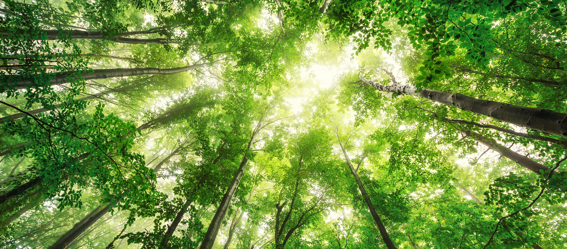 Group of trees seen from the ground up.